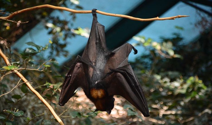 Bats and biodiversity