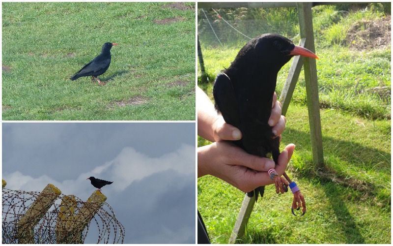 Spreading its wings! First Jersey chough spotted in France