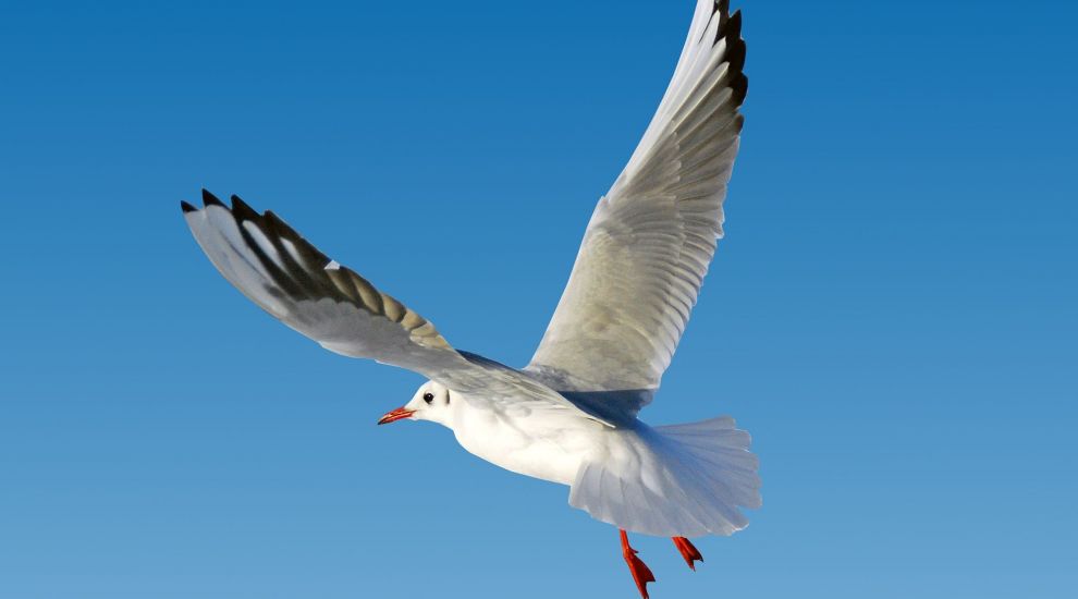 Minister: There are no plans to kill the 'friendly' seagull