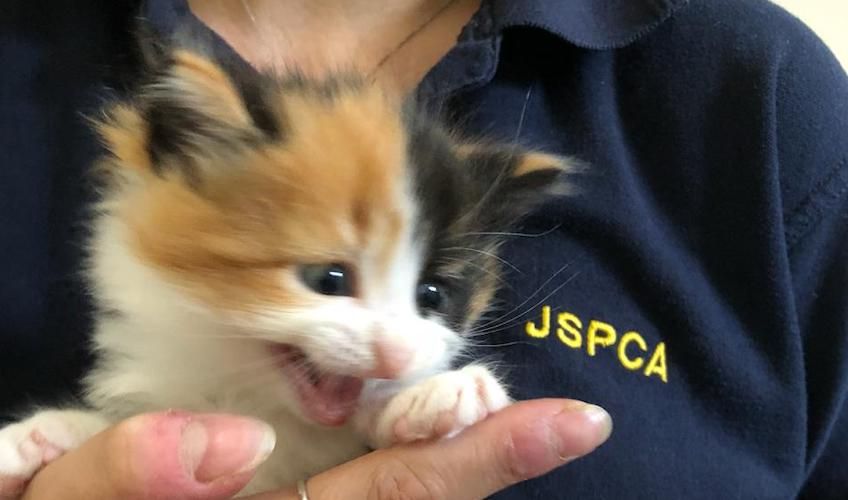 GALLERY: Surge in islanders wanting to rehome kittens