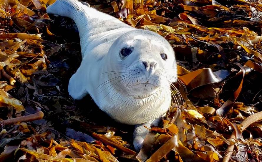 VIDEO: Rescuers save smallest seal to wash up on Jersey shores in a decade