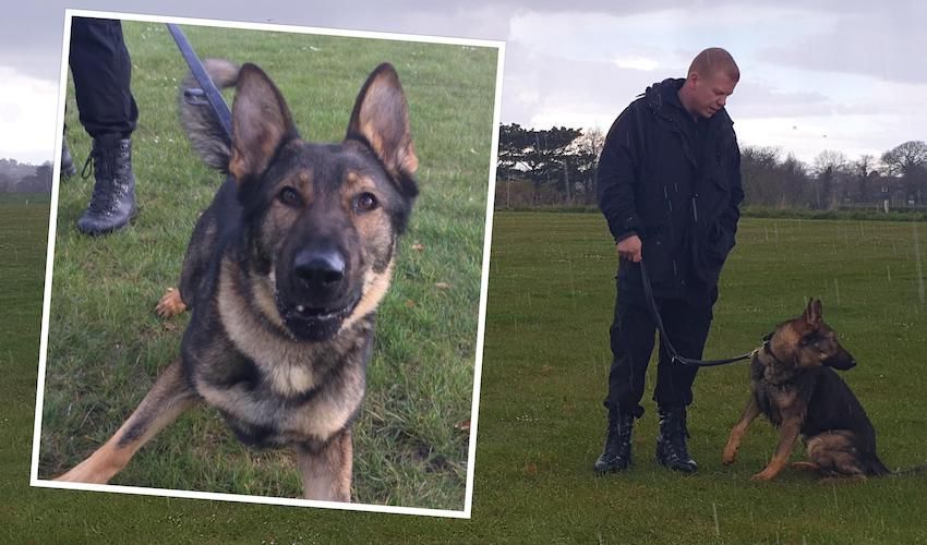 WATCH: Police's new recruit re-paw-rting for duty