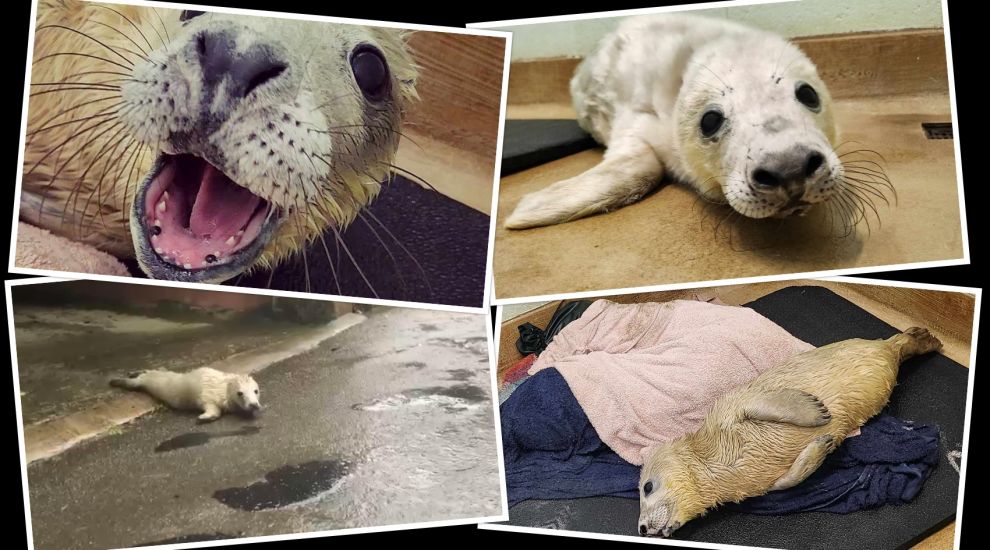 WATCH: Rescued Jersey seal pup comforted by fake 'mama' made from waterproof trousers