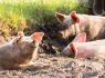 More than 60kg of pork seized in Guernsey