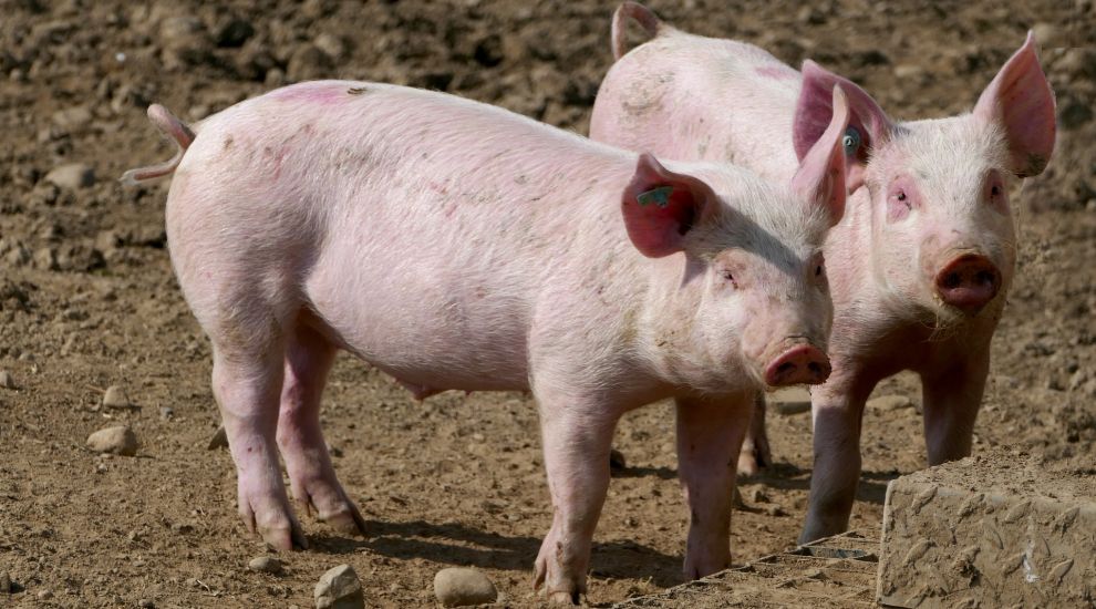 EU pork banned in Guernsey amid African Swine Fever fears