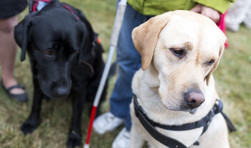 Guide Dogs book sales raise  £0.5 million for charity
