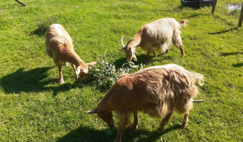 Golden goats go missing as storm causes wildlife 