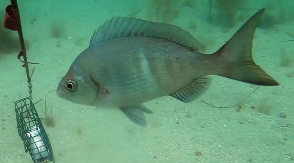 EXPLAINED: How can we help bream to breed?