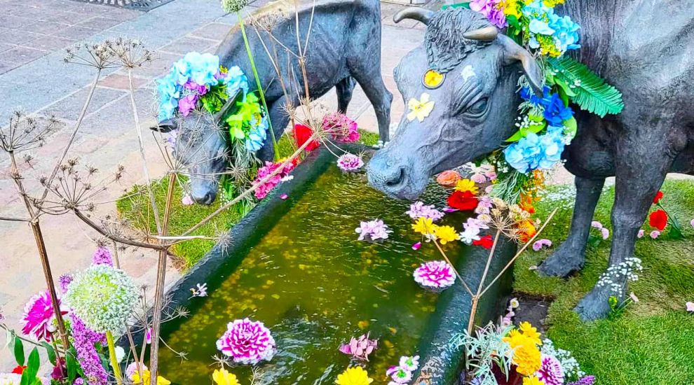 GALLERY: Town gets surprise 'Cattle of Flowers' makeover