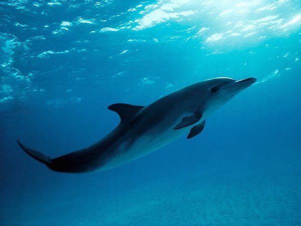 Stay away from lost dolphin - States vet