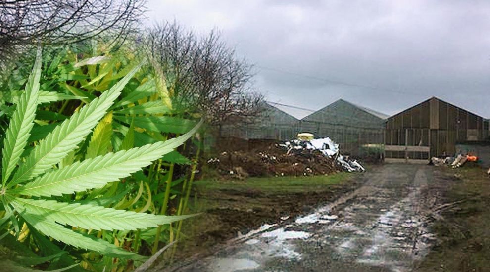 Guernsey ‘cannabis farm’ gets green light