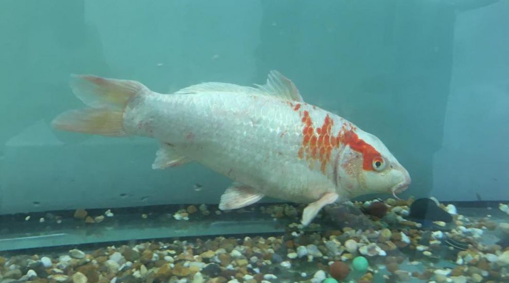 Hunt is on for owners of mystery carp found at pumping station