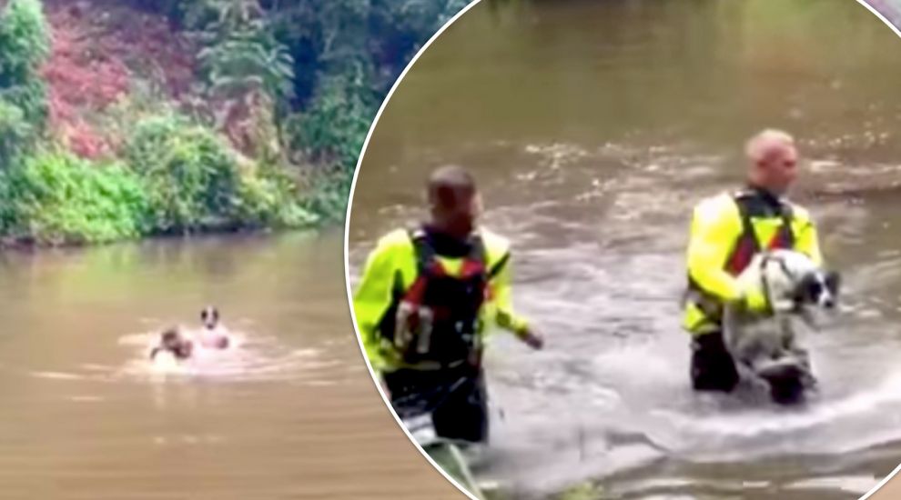 WATCH: Firefighters rescue doggy that paddled too far