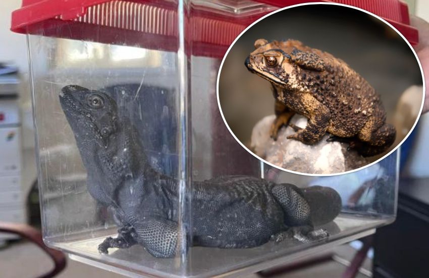 Toad or dragon? Mystery airport arrival causes confusion in Guernsey