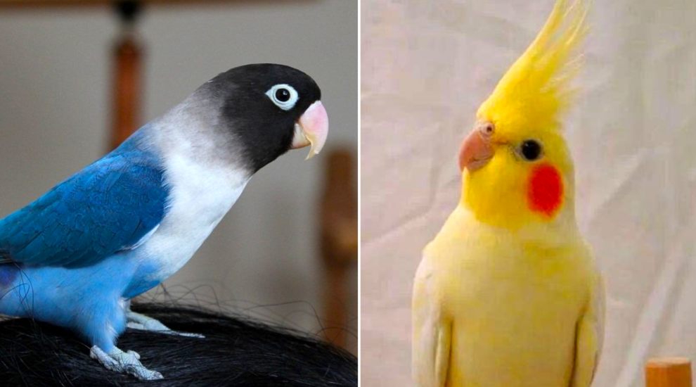 MISSING: Have you seen these birds?