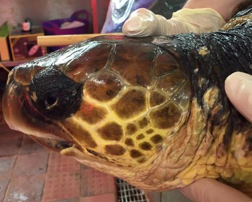 Terri the turtle heading to Gran Canaria - but now someone needs to pay the bill