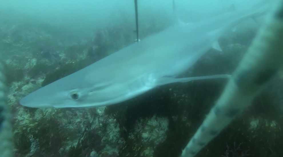 WATCH: Jersey’s own creatures of the deep captured on camera