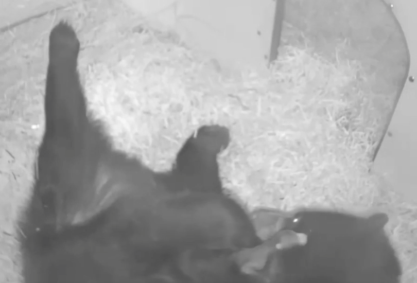 Watch who's barely a month old but doing well at Durrell!
