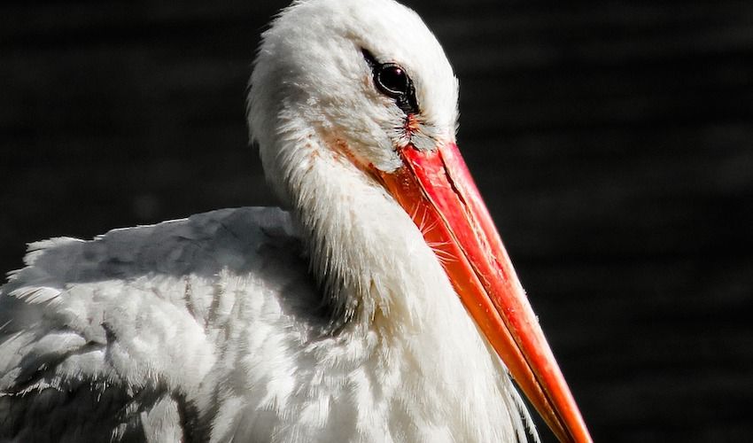 Save the stork project takes flight