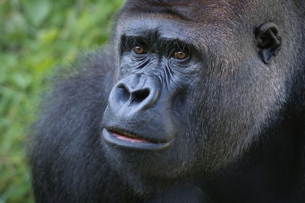 Durrell’s gorillas in the limelight at big charity ball