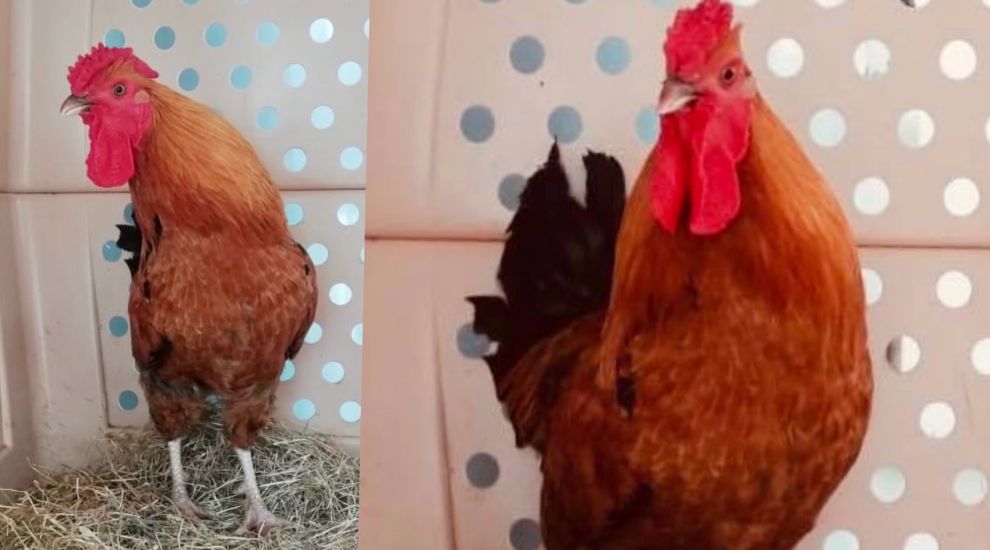 Could you be a mother to a clucker?