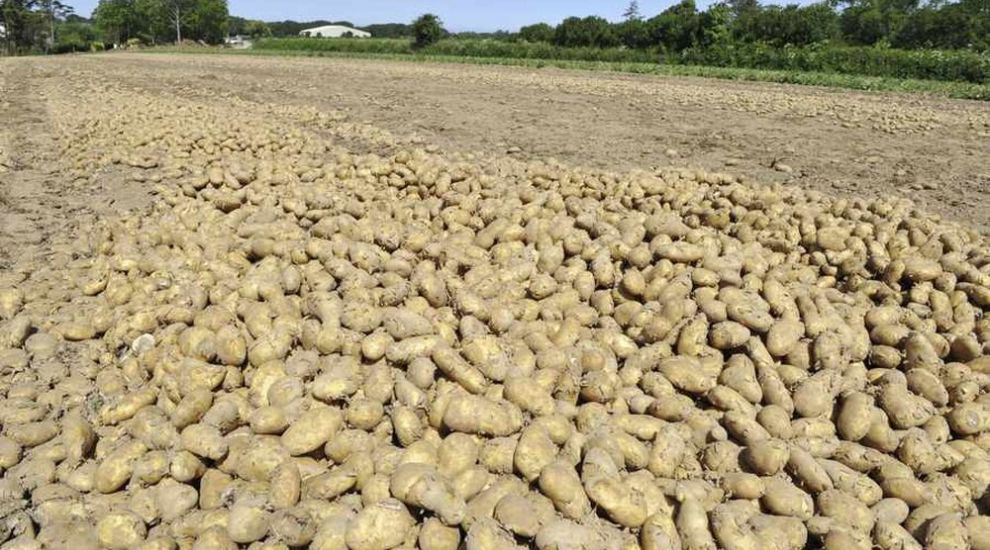 Why are growers dumping ‘dud’ spuds?