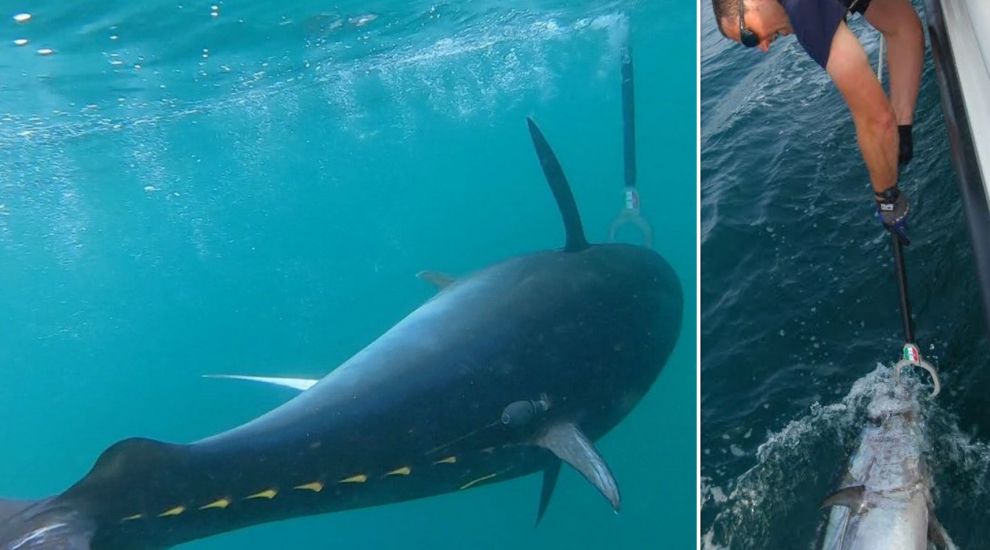 WATCH: Jersey to satellite track protected Bluefin tuna