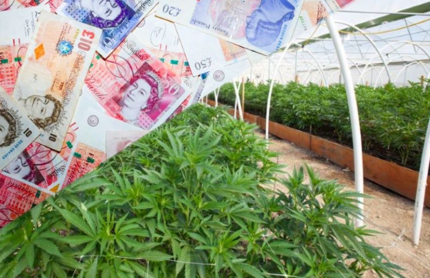 Guernsey's budding cannabis industry in crisis