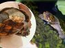 Critically endangered turtles born at Jersey Zoo after parents rescued from smugglers