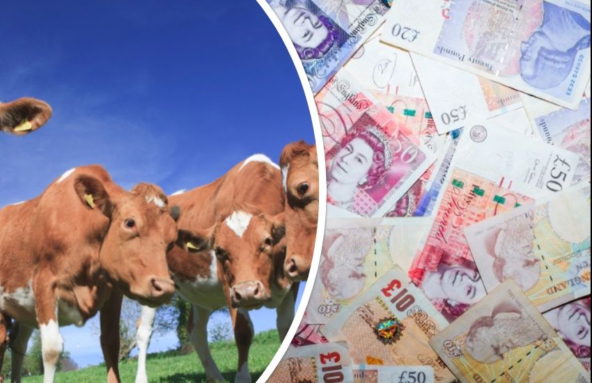 Emergency £500k support for Guernsey dairy farmers