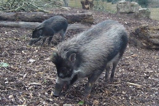 Three Little Pigs: Durrell welcomes Penelope, Babs and Diosa