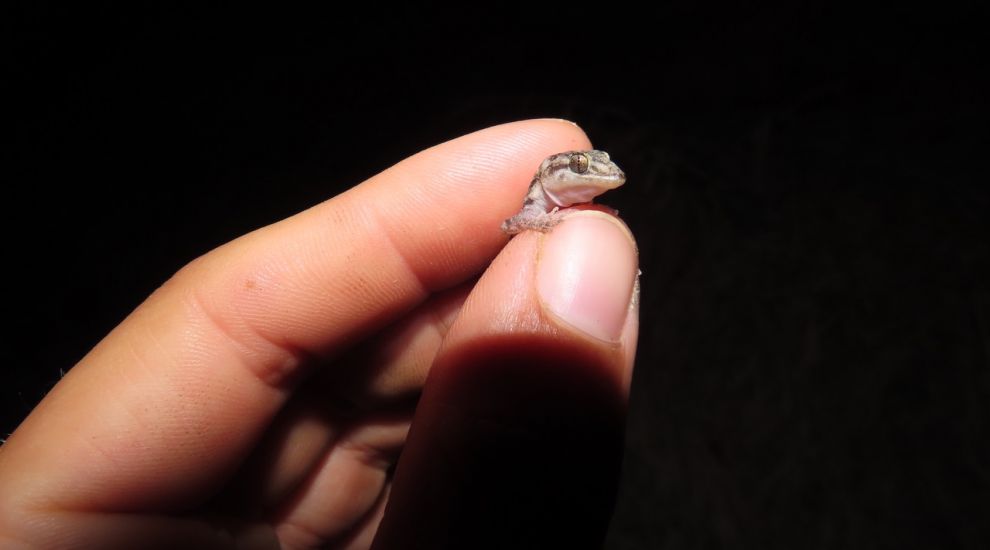 Hope for tiny gecko babies as species reintroduced to Mauritian island