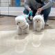 bichon frisers puppies for sale well train 