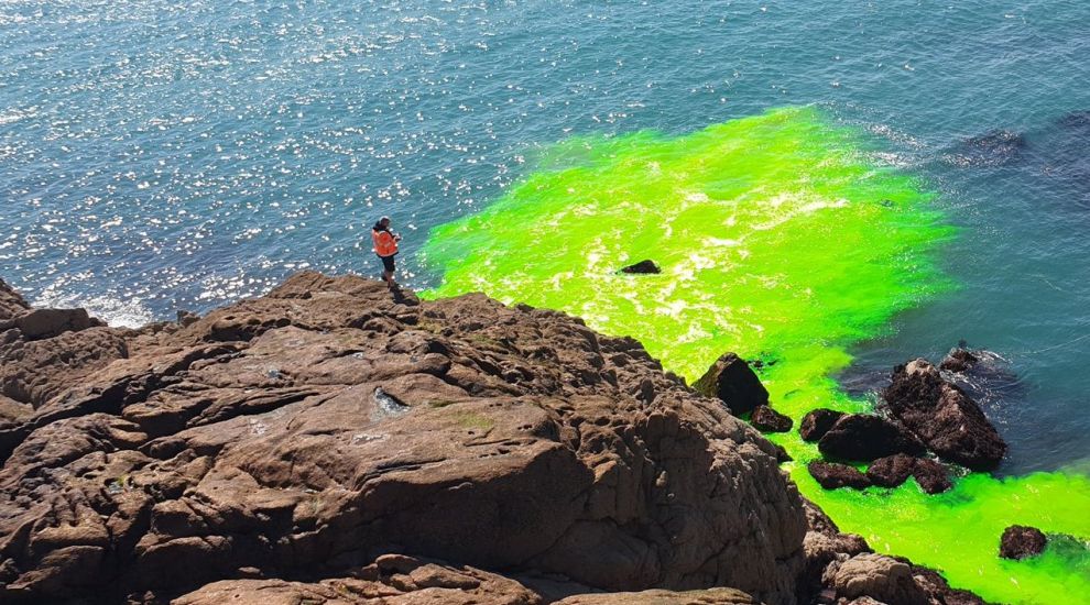 Gungewatch: fluorescent green something-or-other spotted in St. Brelade