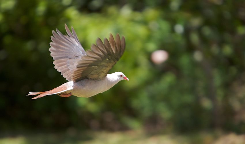 Pink pigeons flock back home