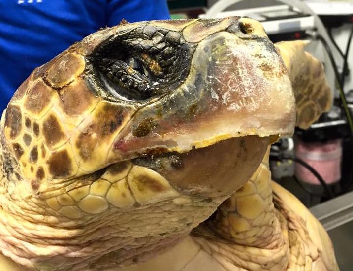 Video - Loggerhead turtle still being looked after by New Era Vets
