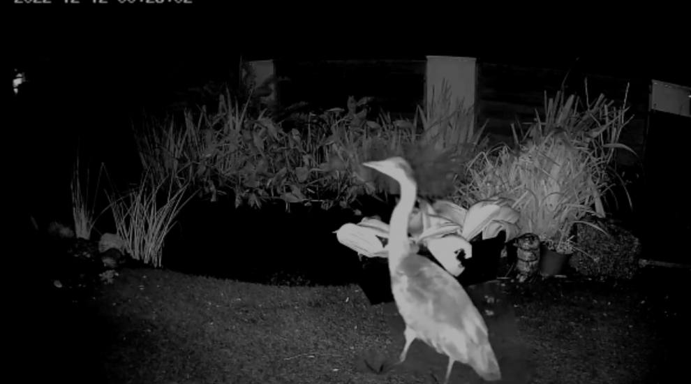 WATCH: The great island heron heist