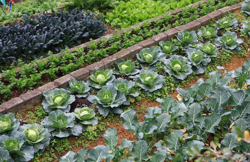 FOCUS: Plan for more community farms to reverse food security loss