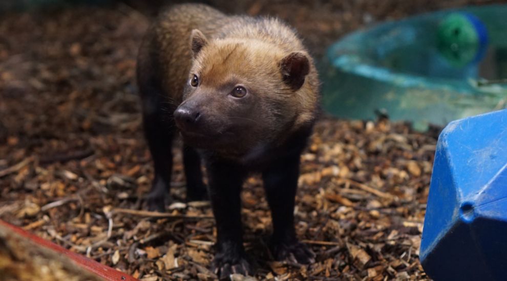 Endangered bush dogs join the Zoo's pack