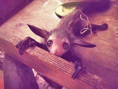 Aye-aye: look what's arrived at Durrell!