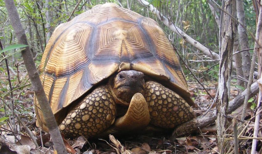 Jersey shells out support for tortoise facing extinction
