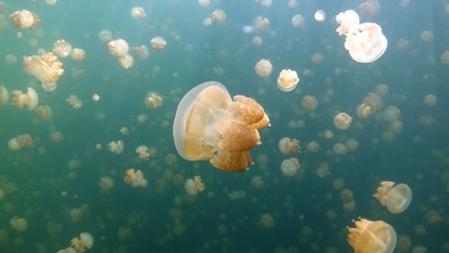 Jellyfish invasion!