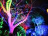 WATCH: 'Dreaming Trees' to light up local park