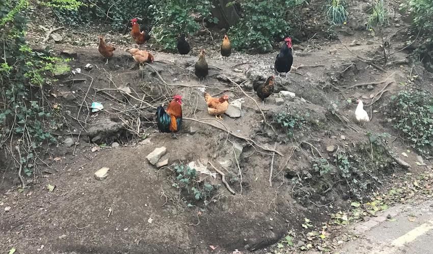 Minister works to egg-spel “gangs” of feral chickens