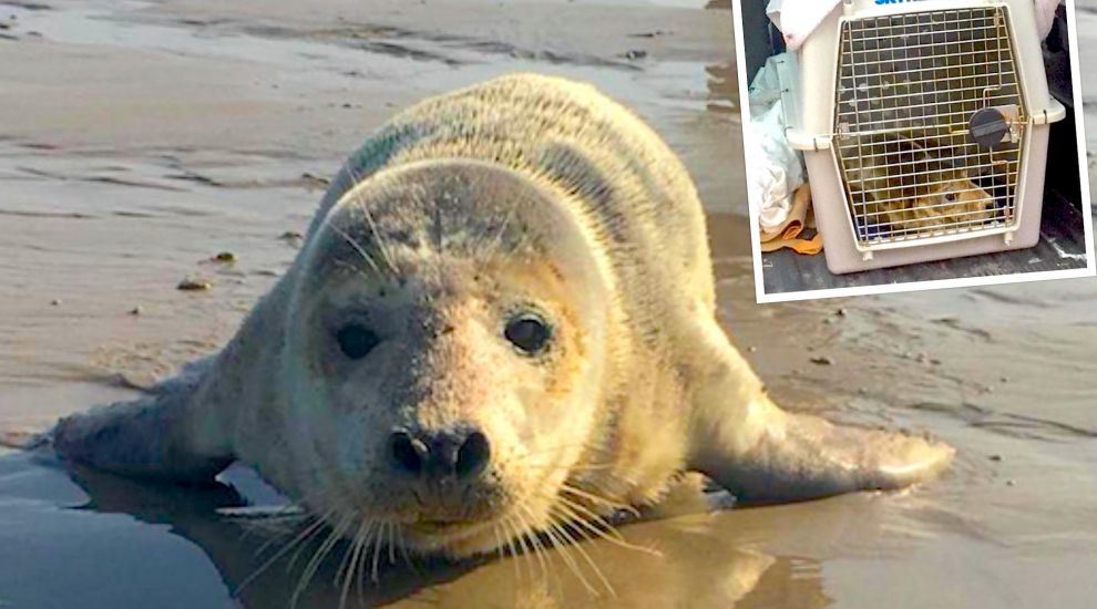 Baby seal dies after being shipped for emergency care