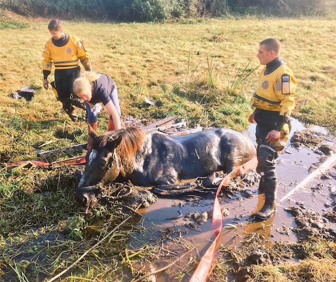 Stuck in the mud: dramatic rescue for 850kg horse