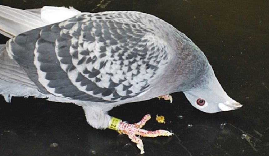 Fatal disease leaving local pigeons with twisted necks