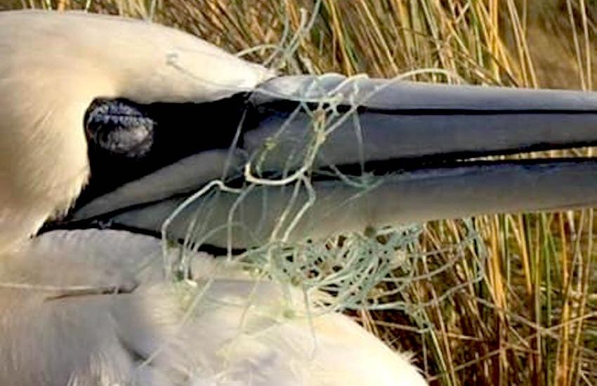 Plastic warning after seabird caught in netting