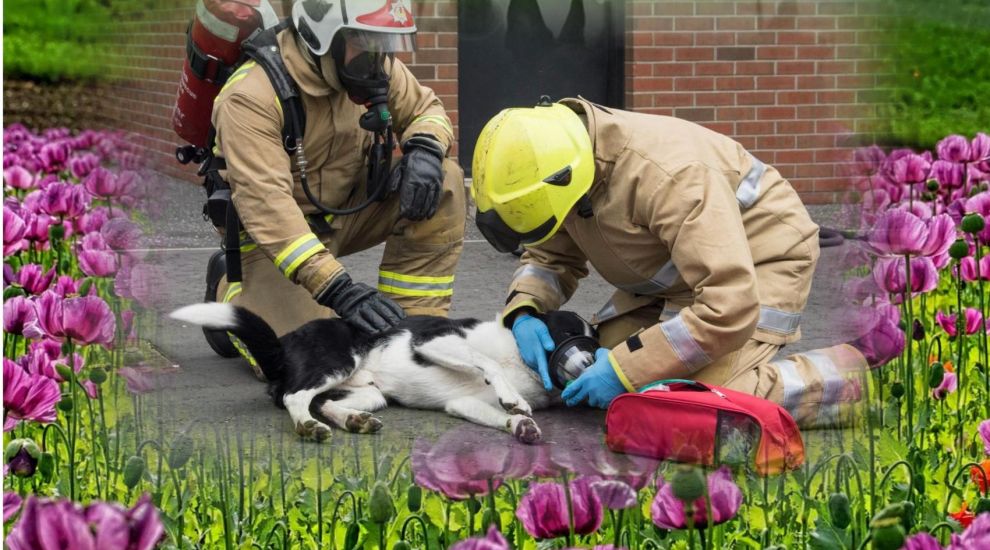 WATCH: Purple poppies to sup-pawt pets caught in fires