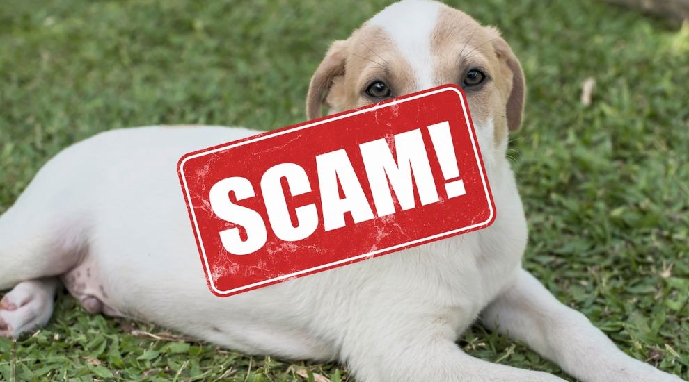 Pet scams on the rise as islanders lose £600k in just four months